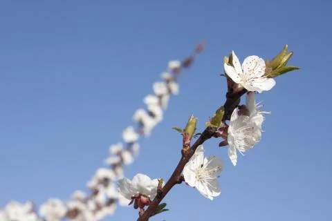 Blossoming Orchard Stock Photos