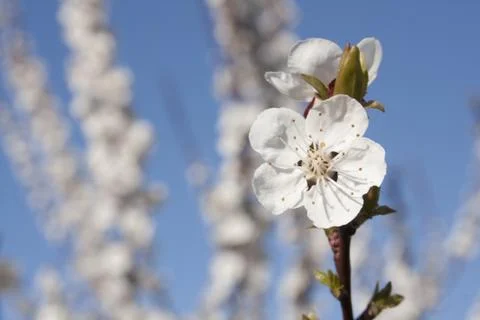 Blossoming Orchard Foto stock