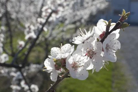 Blossoming Orchard Stock Photos