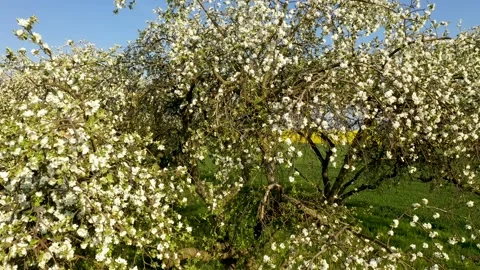 Blossoming orchard in spring Stock Footage 139912926