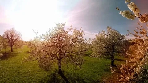 Blossoming Orchard Sunset. Video stock 306647992