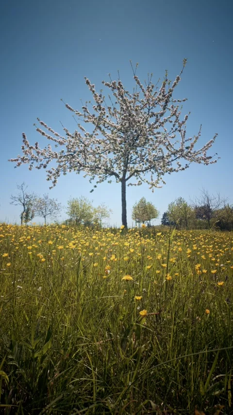 Blossoming Orchard Tree in Spring Meadow Landscape Stock Footage 334134920