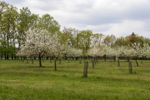 Blossoming Orchard Trees in Spring Landscape. Stock Photos
