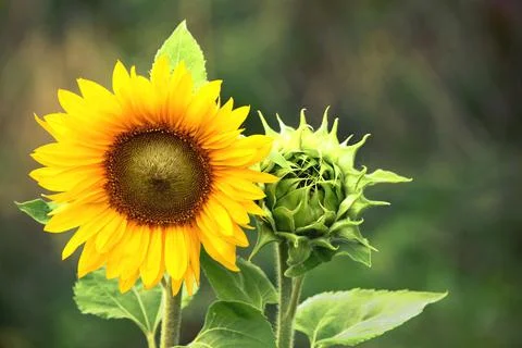 Blossoming Organic Sunflower, Visualzing Organic Gardening, Wellness, Health Stock Photos
