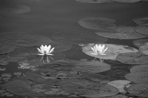 Blossoming pair Foto stock