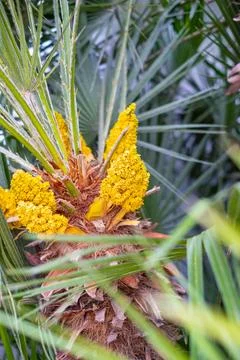 The blossoming palm trees Stock Photos