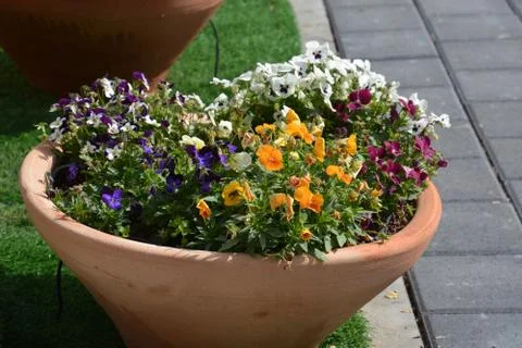 The blossoming path Stock Photos