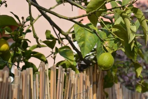 The blossoming path Stock-Fotos