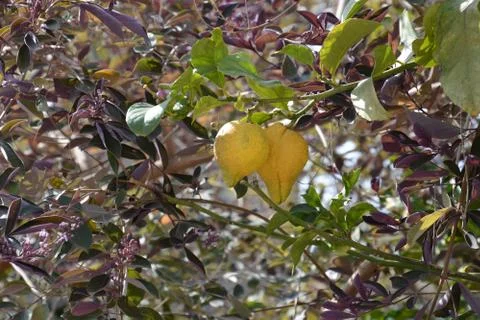 The blossoming path Stock Photos
