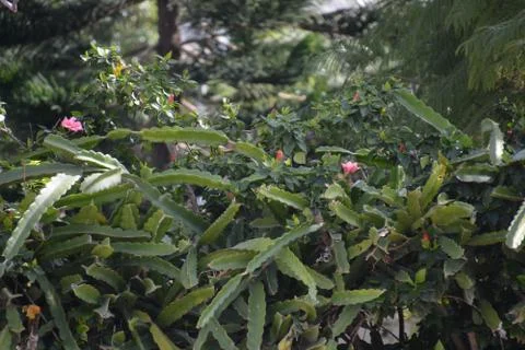 The blossoming path Stock Photos
