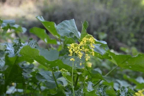 The blossoming path Stock Photos