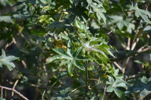 The blossoming path Stock Photos