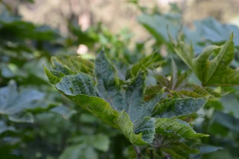 The blossoming path Foto stock