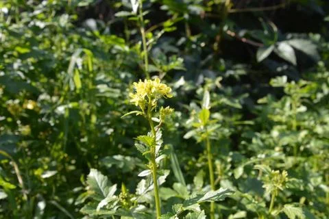 The blossoming path Stock Photos