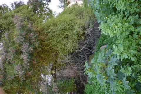 The blossoming path Stock Photos