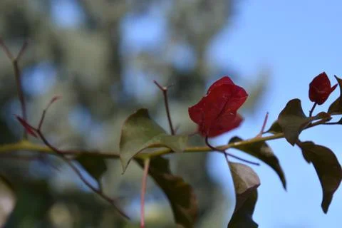 The blossoming path Stock Photos