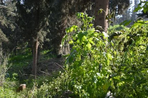 The blossoming path Stock Photos