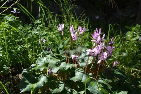 The blossoming path Stock Photos