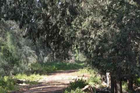 The blossoming path Stock Photos