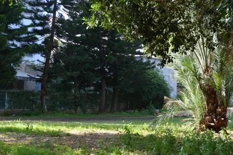 The blossoming path Stock Photos