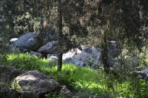 The blossoming path Stock Photos