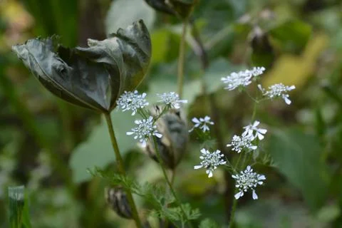 The blossoming path Stock Photos