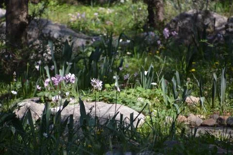 The blossoming path Foto stock