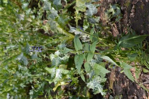 The blossoming path Stock-Fotos