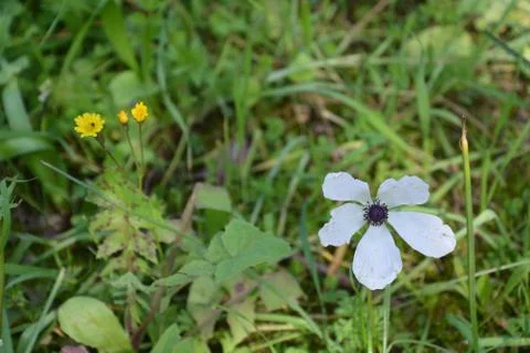 The blossoming path Stock Photos