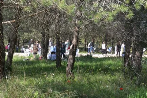 The blossoming path Foto stock