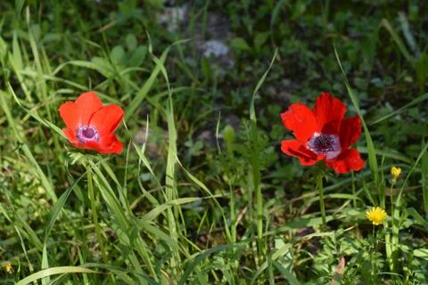 The blossoming path Stock Photos