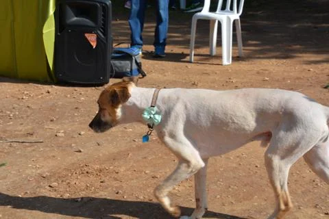 The blossoming path Stock Photos