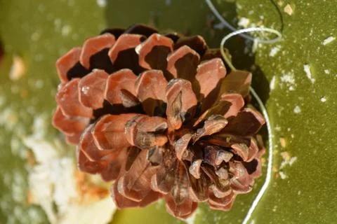 The blossoming path Stock Photos