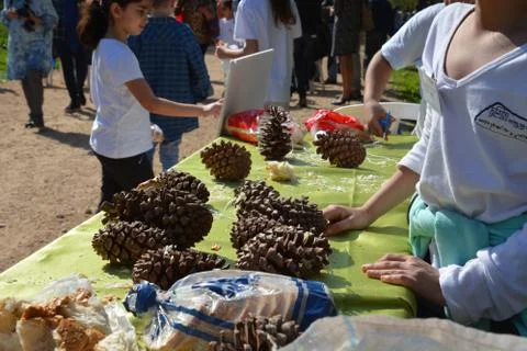 The blossoming path Stock Photos