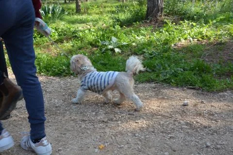 The blossoming path Stock Photos