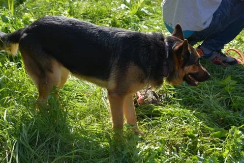 The blossoming path Foto stock