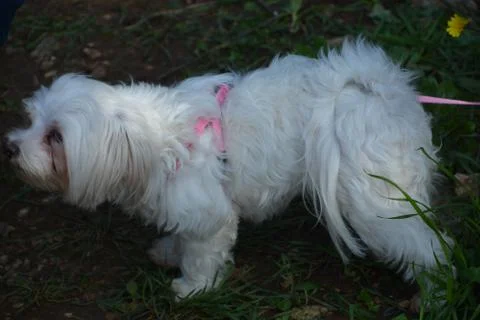 The blossoming path Stock Photos