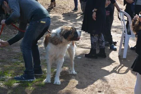 The blossoming path Stock Photos