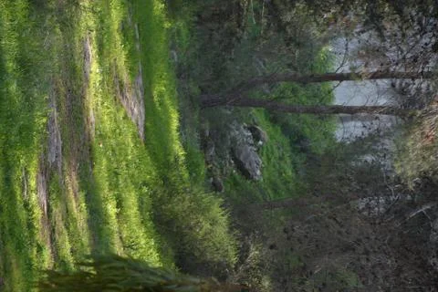 The blossoming path Foto stock