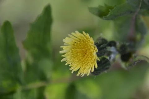 The blossoming path Foto stock