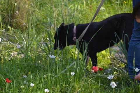 The blossoming path Foto stock