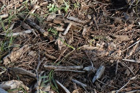 The blossoming path Stock Photos