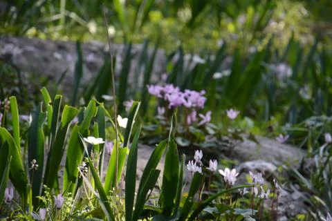 The blossoming path Stock Photos