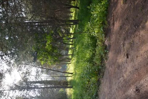 The blossoming path Stock Photos