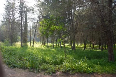 The blossoming path Stock Photos