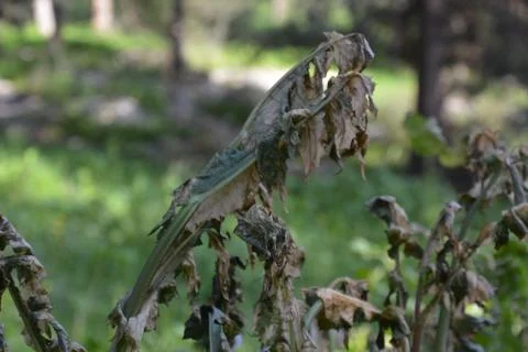 The blossoming path Stock Photos