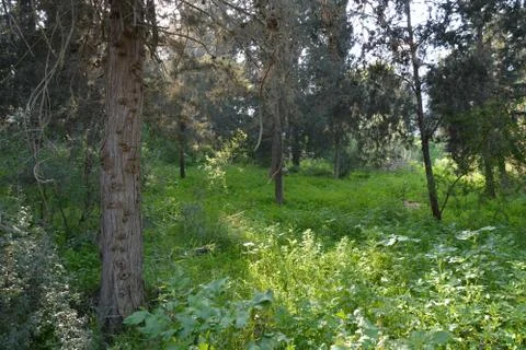 The blossoming path Stock Photos