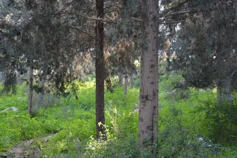 The blossoming path Stock-Fotos