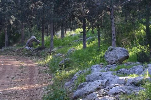 The blossoming path Foto stock