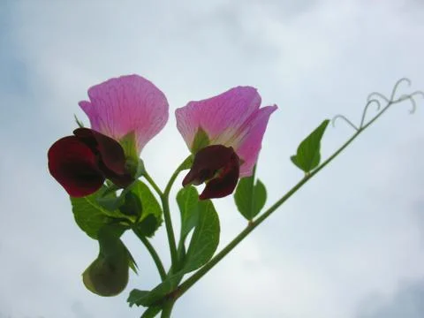 Blossoming of pea pod Stock Photos